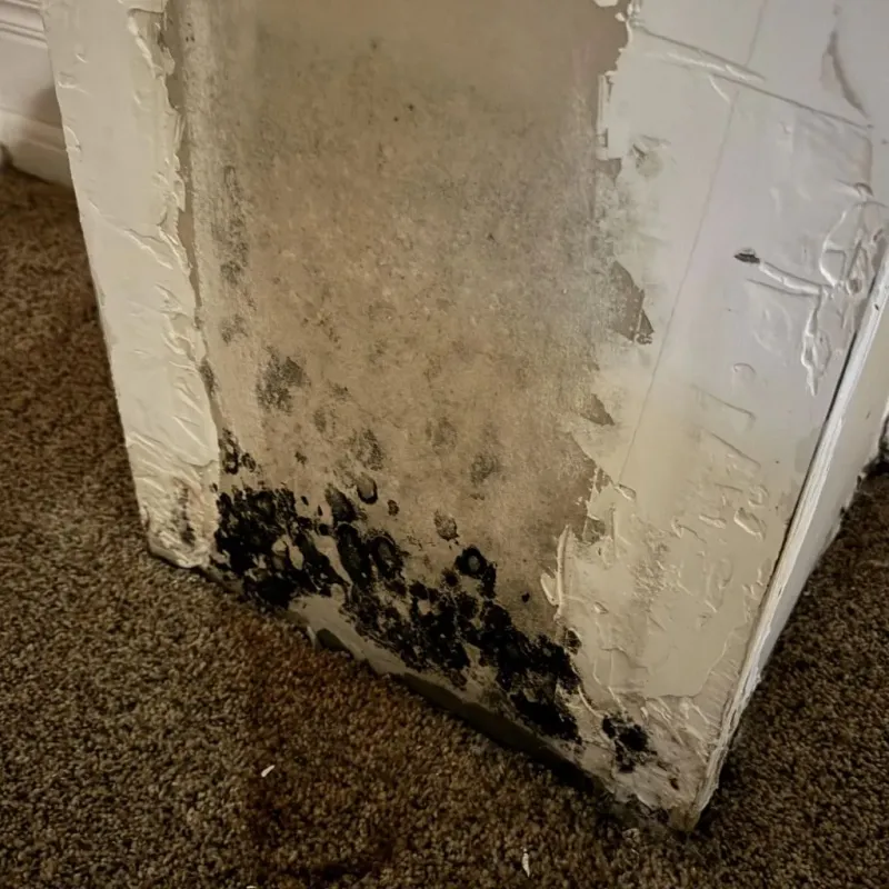 Professional Mold Removal in Bridgetown, OH